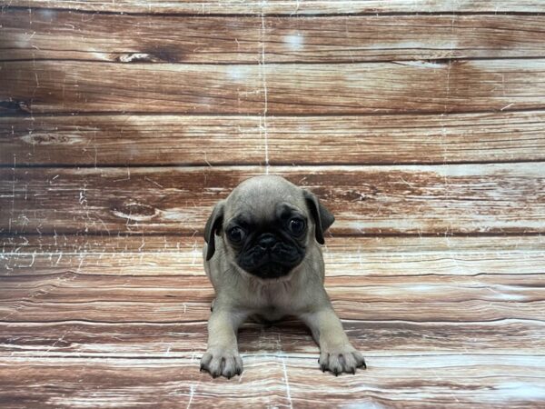 Pug-DOG-Female-Fawn-23387-Petland Scottsdale, Arizona