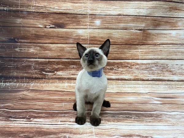 Siamese-CAT-Male-Seal Point-23380-Petland Scottsdale, Arizona