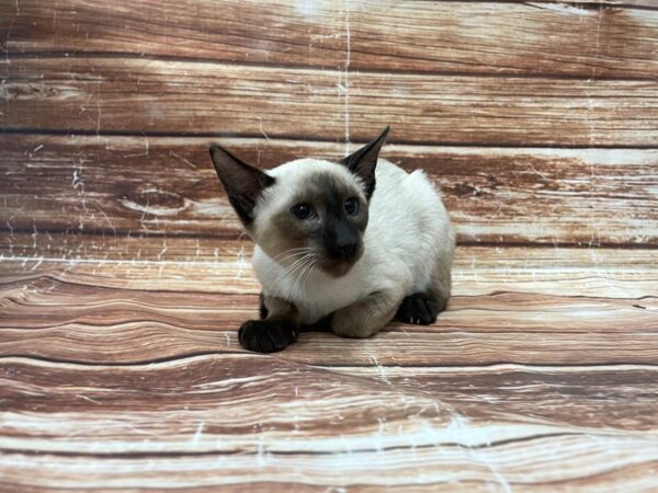 Siamese-CAT-Male-Seal Point-23379-Petland Scottsdale, Arizona