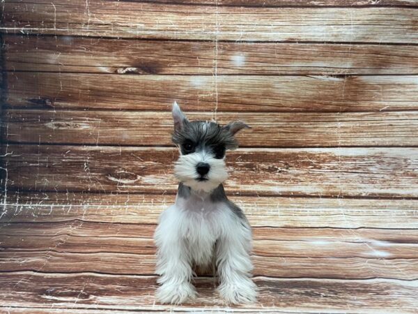 Miniature Schnauzer-DOG-Male-Salt / Pepper-23386-Petland Scottsdale, Arizona