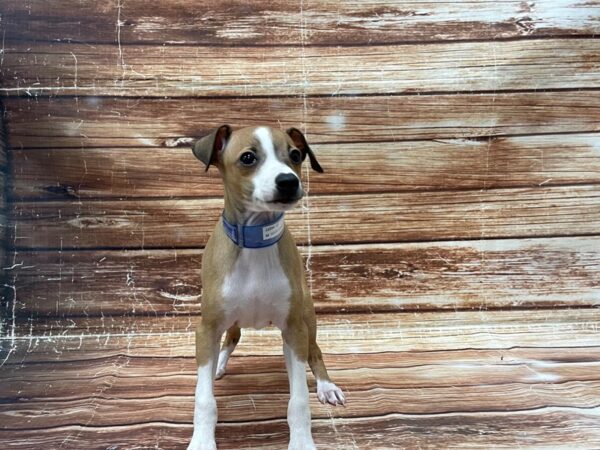Italian Greyhound-DOG-Male-Fawn-23384-Petland Scottsdale, Arizona