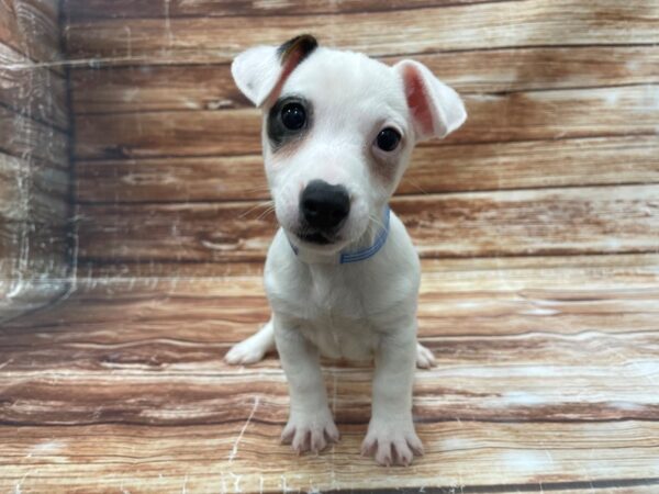 Jack Russell Terrier-DOG-Male-White and Black-23381-Petland Scottsdale, Arizona