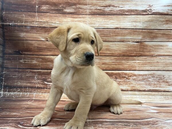 Labrador Retriever-DOG-Male-Yellow-23385-Petland Scottsdale, Arizona