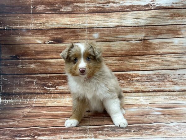 Australian Shepherd-DOG-Female-Red Merle-23382-Petland Scottsdale, Arizona