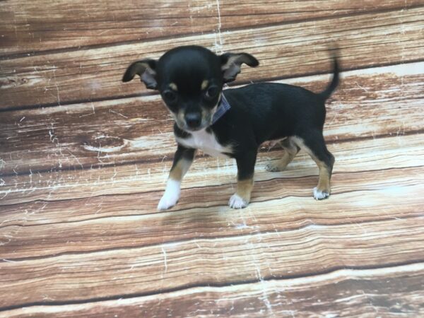 Chihuahua-DOG-Male-Black and Tan-23373-Petland Scottsdale, Arizona