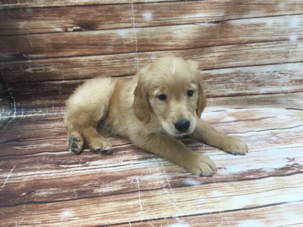 Golden Retriever-DOG-Male-Golden-23375-Petland Scottsdale, Arizona