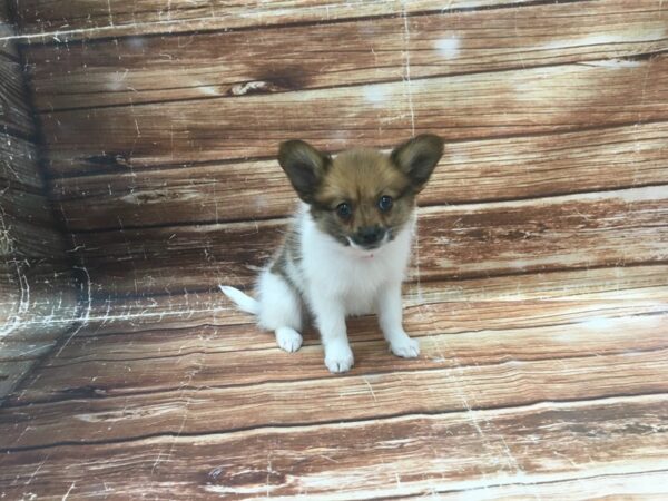 Papillon-DOG-Female-Red and White-23378-Petland Scottsdale, Arizona
