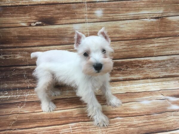 Miniature Schnauzer-DOG-Male-White-23377-Petland Scottsdale, Arizona