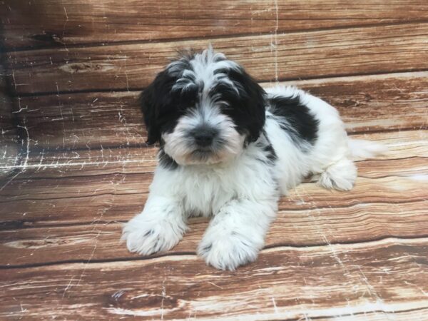 Havanese-DOG-Female-Black and White-23376-Petland Scottsdale, Arizona