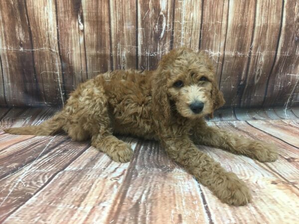 F1B Goldendoodle-DOG-Female-GOLDEN-23398-Petland Scottsdale, Arizona