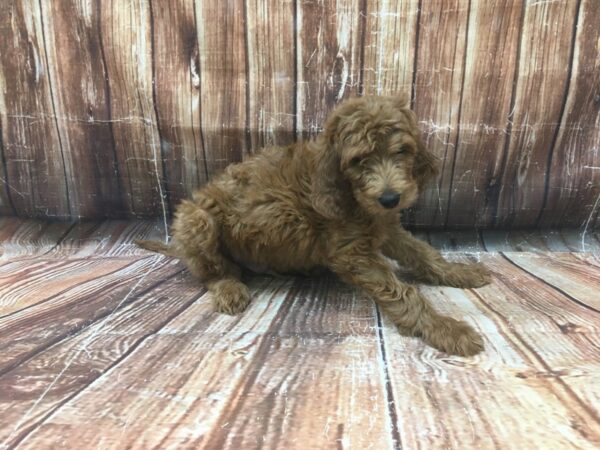 F1B Goldendoodle-DOG-Male-GOLDEN-23397-Petland Scottsdale, Arizona