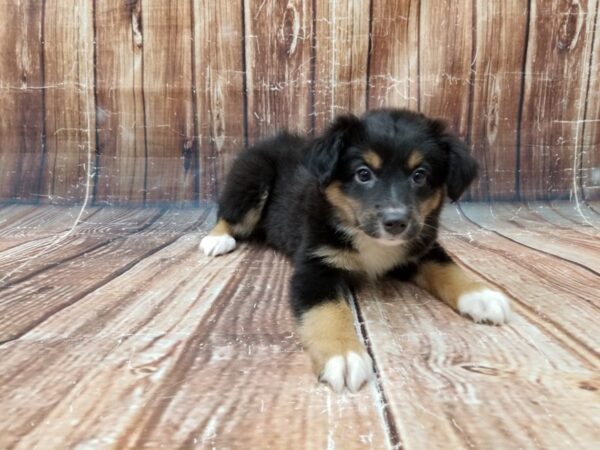 Miniature Australian Shepherd DOG Female TRI-COLOR 23395 Petland Scottsdale, Arizona