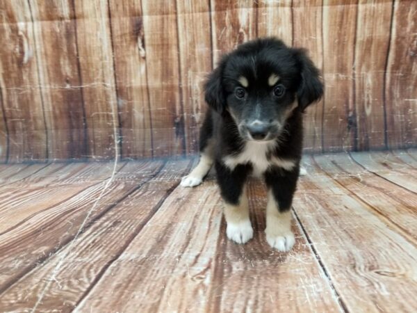 Miniature Australian Shepherd-DOG-Female-TRI-COLOR-23396-Petland Scottsdale, Arizona