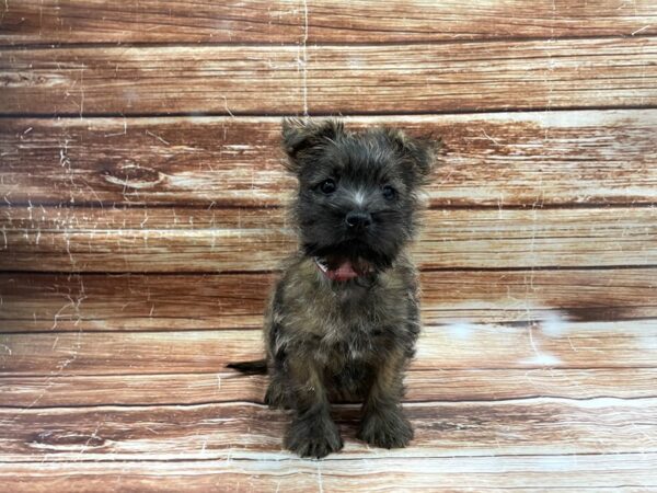 Cairn Terrier-DOG-Female-Wheaten-23422-Petland Scottsdale, Arizona