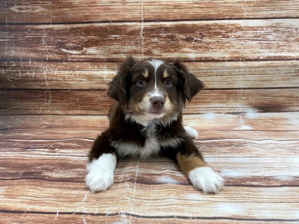 Miniature Australian Shepherd-DOG-Male-Red / Tan-23421-Petland Scottsdale, Arizona