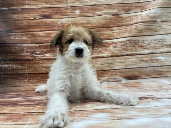 Australian Cattle Dog/Poodle-DOG-Male-White / Red-23419-Petland Scottsdale, Arizona