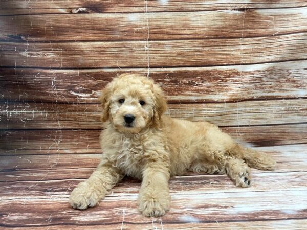 F1B Mini Bernadoodle-DOG-Female-Red-23418-Petland Scottsdale, Arizona