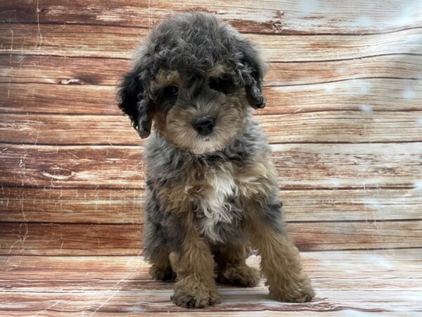F1B Mini Bernadoodle-DOG-Male-Blue Merle / Tan-23417-Petland Scottsdale, Arizona