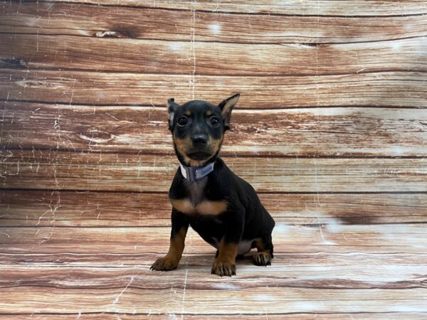 Dachshund/Miniature Pinscher-DOG-Male-Black / Tan-23416-Petland Scottsdale, Arizona
