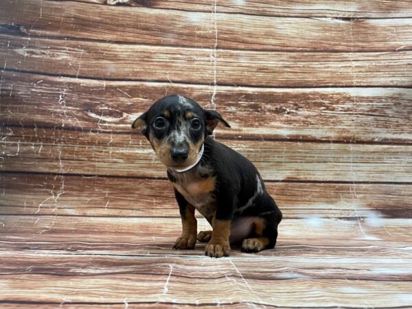 Dachshund/Miniature Pinscher-DOG-Male-Black / Tan-23415-Petland Scottsdale, Arizona