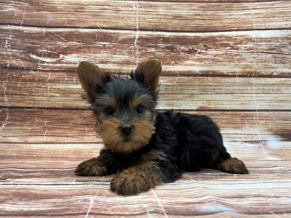 Yorkshire Terrier-DOG-Male-Black / Tan-23414-Petland Scottsdale, Arizona