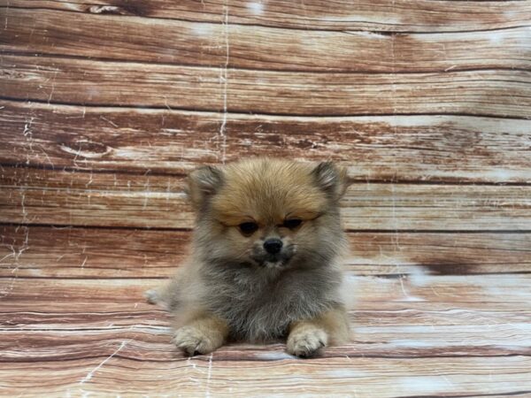 Pomeranian-DOG-Female-Orange sable-23413-Petland Scottsdale, Arizona