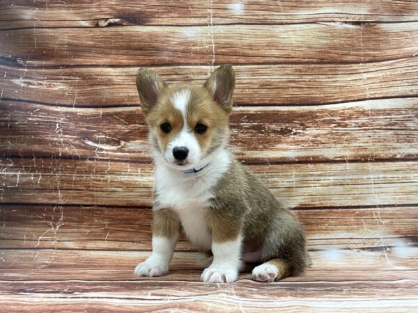 Pembroke Welsh Corgi-DOG-Male-Red / White-23412-Petland Scottsdale, Arizona