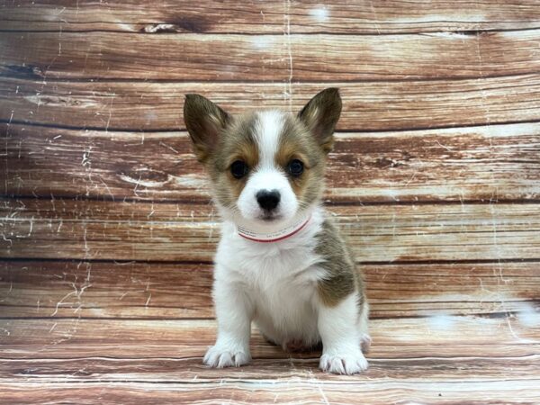 Pembroke Welsh Corgi-DOG-Female-Red / White-23411-Petland Scottsdale, Arizona