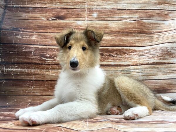 Collie-DOG-Female-Sable and White-23423-Petland Scottsdale, Arizona