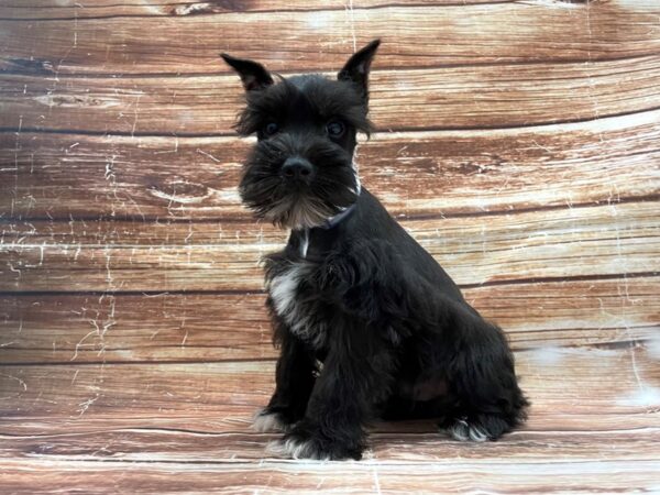 Miniature Schnauzer-DOG-Male-Black / Silver-23410-Petland Scottsdale, Arizona