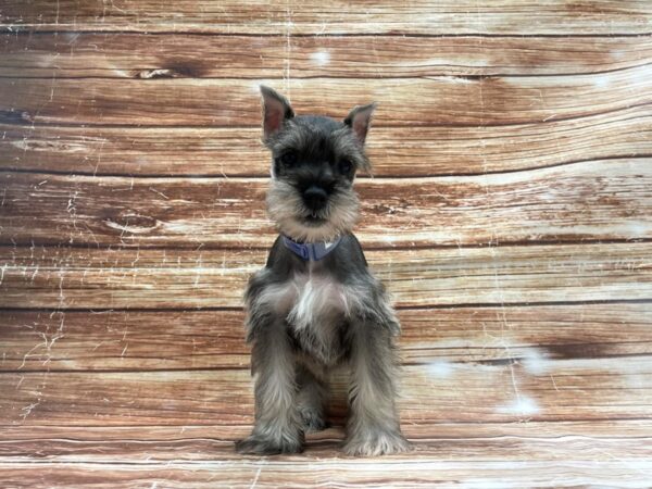Miniature Schnauzer-DOG-Male-Salt / Pepper-23409-Petland Scottsdale, Arizona