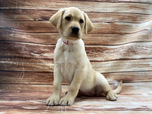 Labrador Retriever-DOG-Female-Yellow-23408-Petland Scottsdale, Arizona