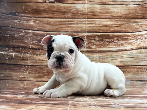 English Bulldog-DOG-Male-Black and White-23407-Petland Scottsdale, Arizona