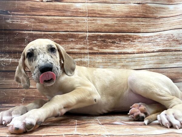 Great Dane-DOG-Male-Fawn-23406-Petland Scottsdale, Arizona