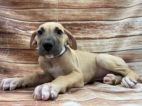 Great Dane-DOG-Male-Fawn-23405-Petland Scottsdale, Arizona