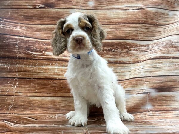 Cocker Spaniel-DOG-Male-Brown White and Tan-23404-Petland Scottsdale, Arizona