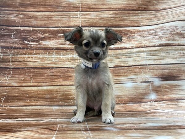 Chihuahua-DOG-Male-Fawn-23403-Petland Scottsdale, Arizona