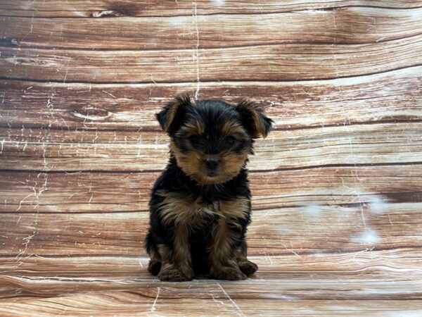 Yorkshire Terrier-DOG-Male-Black and Tan-23402-Petland Scottsdale, Arizona