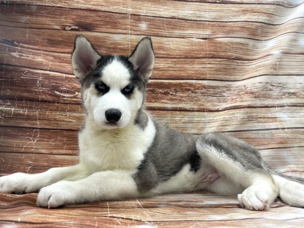 Siberian Husky-DOG-Male-Grey and White-23401-Petland Scottsdale, Arizona