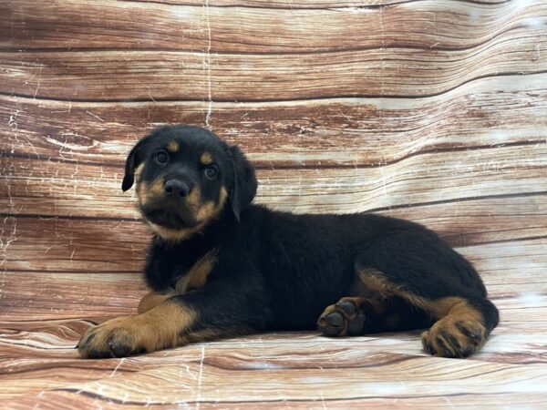 Rottweiler-DOG-Male-Black and Mahogany-23400-Petland Scottsdale, Arizona