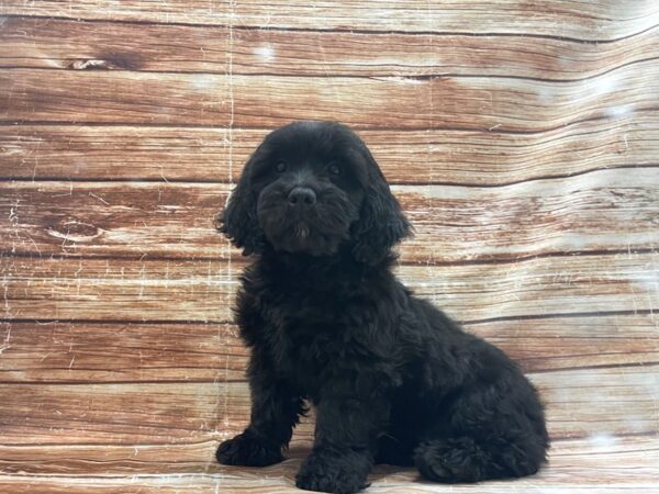 F1 Mini Goldendoodle-DOG-Female-Black-23399-Petland Scottsdale, Arizona