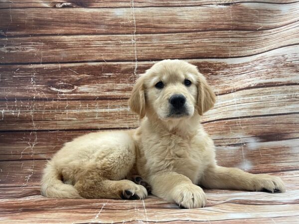 Golden Retriever-DOG-Female-CREAM-23424-Petland Scottsdale, Arizona