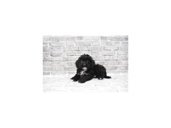 Bichon Frise/Poodle-DOG-Male-Black-23436-Petland Scottsdale, Arizona