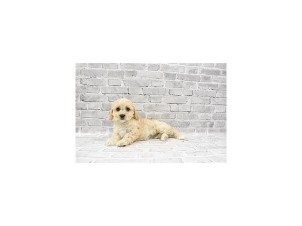 Bichon Frise/Cavalier King Charles Spaniel-DOG-Female-Cream-23434-Petland Scottsdale, Arizona