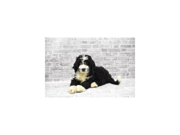 Bernese Mountain Dog/Standard Poodle-DOG-Male-Black and White-23435-Petland Scottsdale, Arizona