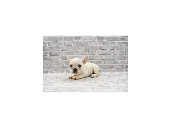 French Bulldog-DOG-Female-Cream and White-23427-Petland Scottsdale, Arizona