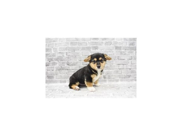 Pembroke Welsh Corgi-DOG-Male-Black and Tan-23431-Petland Scottsdale, Arizona