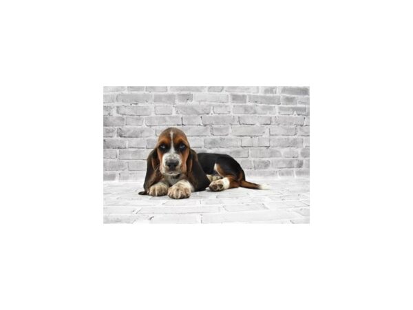 Basset Hound-DOG-Female-Black White and Tan-23426-Petland Scottsdale, Arizona
