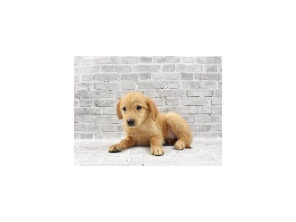 Golden Retriever-DOG-Female-Dark Golden-23428-Petland Scottsdale, Arizona