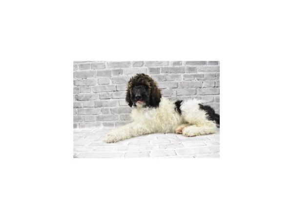 Standard Poodle-DOG-Male-Café-23433-Petland Scottsdale, Arizona